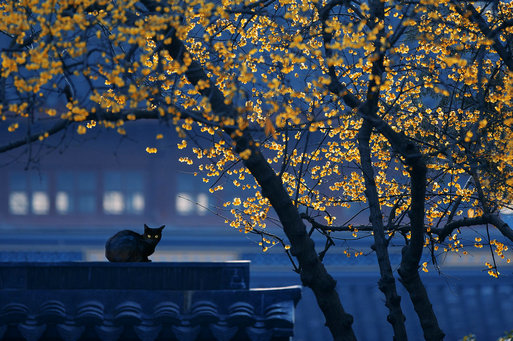 魅 沈錚泓（花開見佛）.jpg